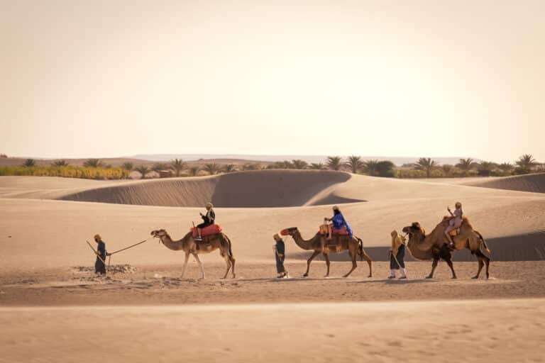 Dromedarios y Camellos en el desierto de Ica Dromedarius Ica