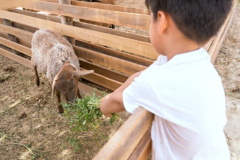 Granja de animales en Dromedarius Ica