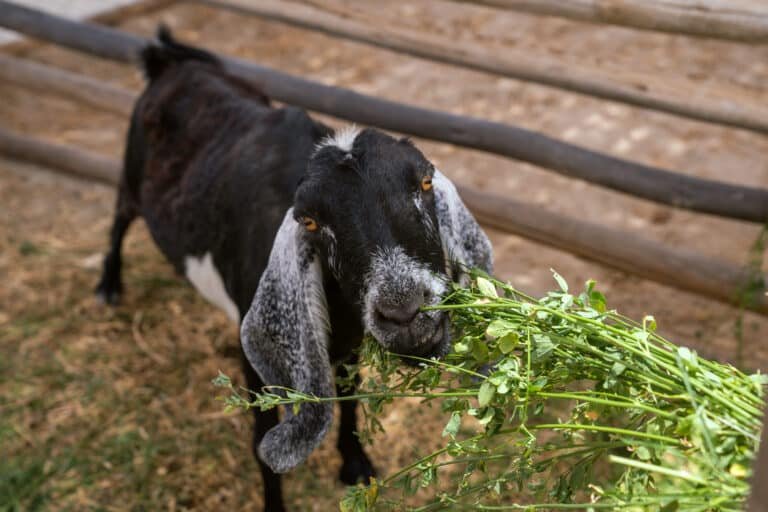 Cabrito en Dromedarius Ica