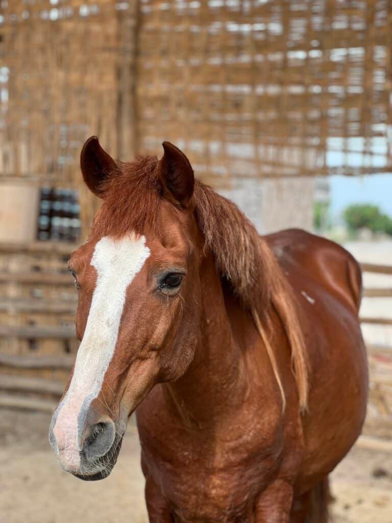 Caballo en Dromedarius Ica