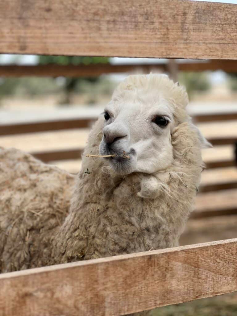 Llama en Dromedarius Ica