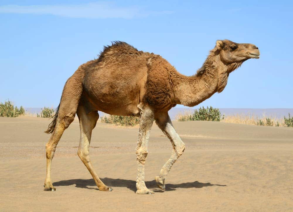 Camello dromedario de un joroba caminando por un desierto seco con cielo azul despejado