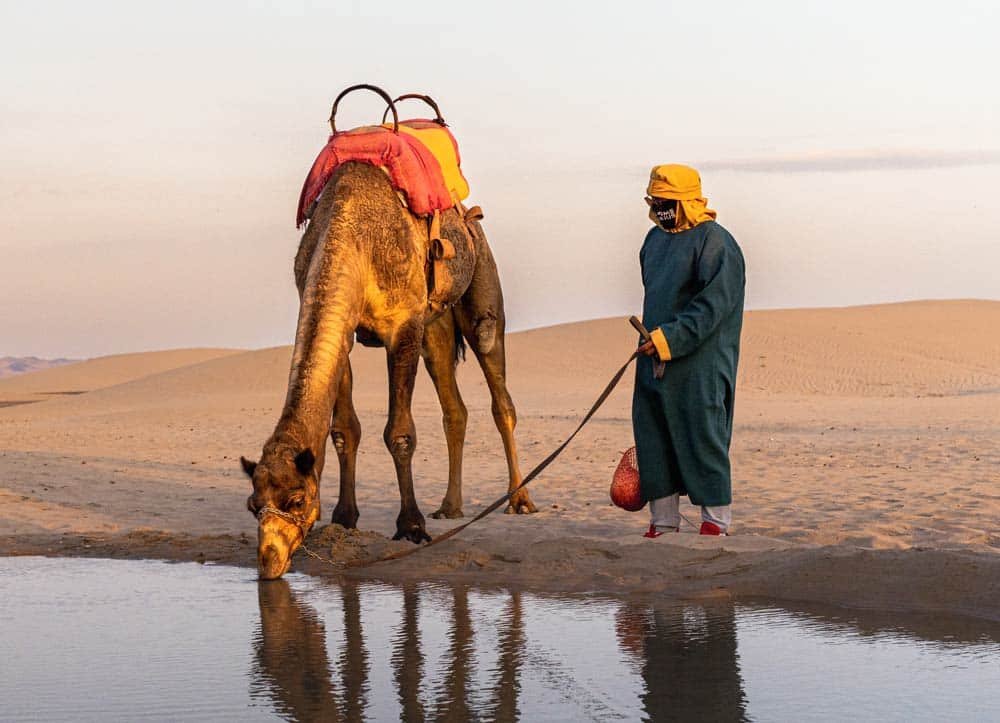 Camello dromedario con silla colorida bebiendo agua de un oasis en el desierto, guiado por un beduino con traje tradicional en Dromedarius, Ica Perú