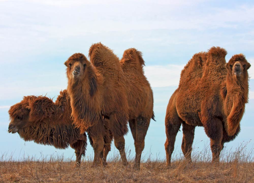 Tres camellos Bactrianos luciendo sus gruesos pelajes marrones.