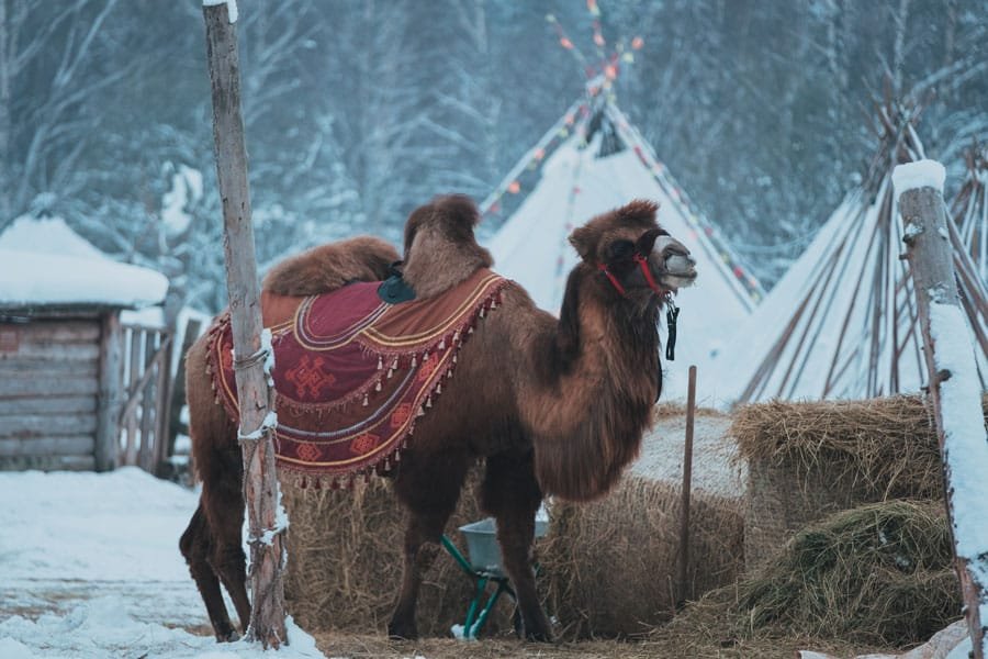 Camello Bactriano en la nieve