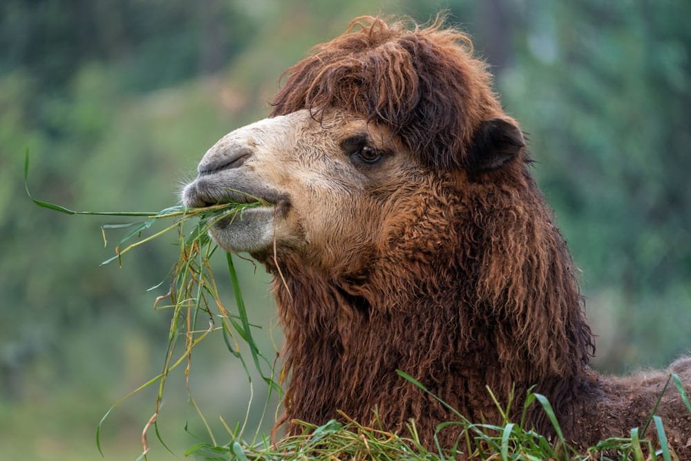 Este camello bactriano, capturado en el acto de alimentarse, muestra la adaptabilidad y dieta natural de la especie en su entorno, consumiendo forraje fresco en un paisaje boscoso.